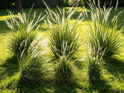 Ornamental Grass Clumps Growing On Green Lawn With Sunlit Blades And Long Shadows 3d model