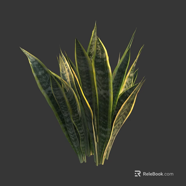 Snake Plant With Long Green Leaves And Yellow Stripes For Indoor Decoration 3d model 