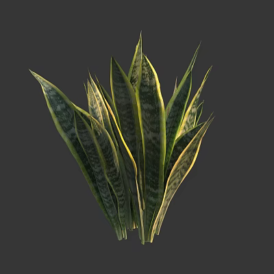 Modern Phnom Penh tiger-tail orchid 3d model Modern Phnom Penh tiger-tail orchid 3d model