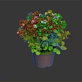 Green Potted Plant With White And Blue Small Flowers In Brown Terracotta Pot