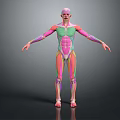 3D Anatomical Model Of Human Limbs With Color Coded Muscle And Organ Structures