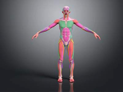 3D Anatomical Model Of Human Limbs With Color Coded Muscle And Organ Structures 3d model