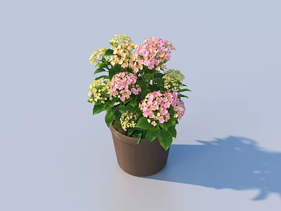 Potted Hydrangea Plant With Pink And White Flowers Green Leaves In Brown Ceramic Pot 3d model