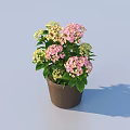 Potted Hydrangea Plant With Pink And White Flowers Green Leaves In Brown Ceramic Pot