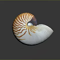 Nautilus Shell With Orange And White Stripes Spiral Shape Isolated On Gray Background 3d model