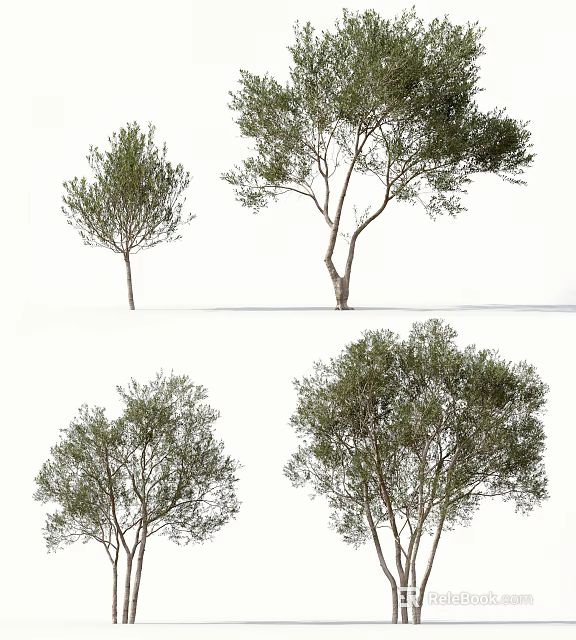 Arbor Trees Displaying Green Foliage And Varied Trunk Shapes On White Backdrop 3d model 