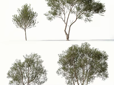 Arbor Trees Displaying Green Foliage And Varied Trunk Shapes On White Backdrop 3d model