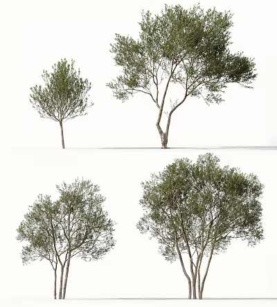 Arbor Trees Displaying Green Foliage And Varied Trunk Shapes On White Backdrop 3d model