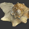 Close Up View Of Natural Spiral Conch Shell With Brown Textured Surface And Curved Edges