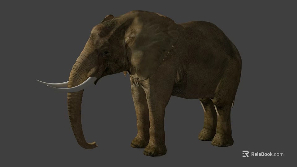 Standing African Elephant On Gray Background With Ivory Tusks And Natural Stance 3d model 