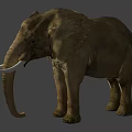 Standing African Elephant On Gray Background With Ivory Tusks And Natural Stance