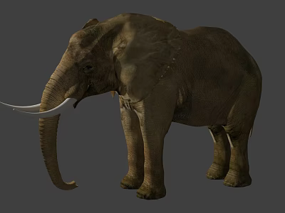 Standing African Elephant On Gray Background With Ivory Tusks And Natural Stance 3d model