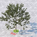 Leafy Tree on Gray Pavement With Green Circular Area and Person Using Measuring Tools 3d model