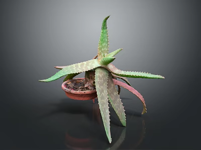 Aloe Vera Plant With Green And Red Thorny Leaves In Brown Pot 3d model