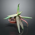 Aloe Vera Plant With Green And Red Thorny Leaves In Brown Pot