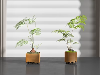 Fern Bonsai Plants In Copper Square Pots On Gray Floor With White Louvered Background 3d model