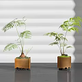 Fern Bonsai Plants In Copper Square Pots On Gray Floor With White Louvered Background