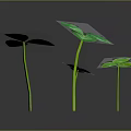Fresh Green Clover Plants With Shiny Leaves And Slender Stems On Dark Background