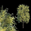 Landscape trees, big trees, street trees 3d model
