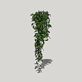 Indoor Hanging Green Vine Plant With Trailing Leaves And Lush Foliage