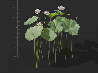 Blooming White Lotus Flowers With Lush Green Leaves And Long Stems 3d model