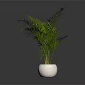 Three Potted Palm Plants of Various Sizes in Different Ceramic Concrete Pots Indoor Reflection