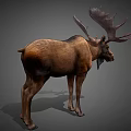 Realistic Moose With Large Antlers Brown Fur And Standing Posture