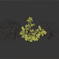 Three Leafless Trees with Bare Trunks and Branches on White Background with Reflection