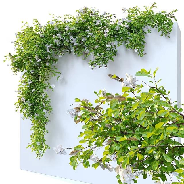 Lush Green Vines Growing On White Wall With White Flowers And Fresh Leaves 3d model 