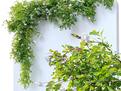 Lush Green Vines Growing On White Wall With White Flowers And Fresh Leaves 3d model