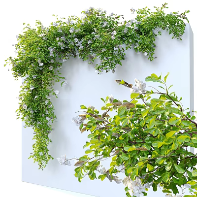 Lush Green Vines Growing On White Wall With White Flowers And Fresh Leaves 3d model