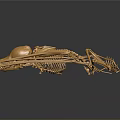 Detailed Golden Animal Skeleton Displaying Bone Organs And Skeletal Structure