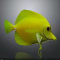 Vibrant Bright Yellow Tropical Fish With Green Fins And Distinctive Eyes On Dark Reflective Background