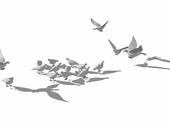 Modern pigeons 3d model