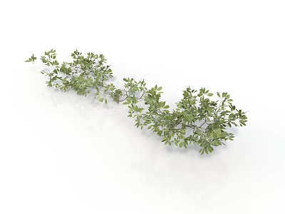 Natural Green Vine Plant with Slender Branches and Curved Decorative Leaves 3d model