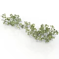 Natural Green Vine Plant with Slender Branches and Curved Decorative Leaves
