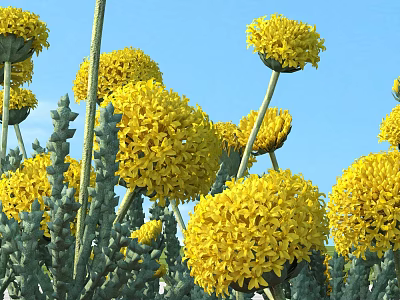 Elegant Vase With Yellow Spherical Flowers And Green Foliage Against Blue Sky 3d model