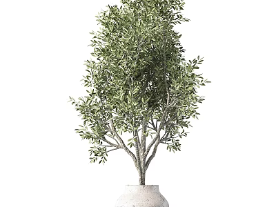 Potted Olive Tree Bonsai Plant in White Ceramic Pot for Home Decor 3d model