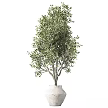 Potted Olive Tree Bonsai Plant in White Ceramic Pot for Home Decor