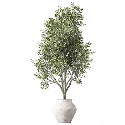 Potted Olive Tree Bonsai Plant in White Ceramic Pot for Home Decor 3d model