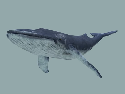 Large Aquatic Whale With Streamlined Body Dorsal Fin Pectoral Fins And Tail Fluke 3d model
