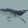 Large Aquatic Whale With Streamlined Body Dorsal Fin Pectoral Fins And Tail Fluke