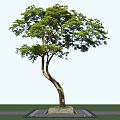 Tall Curved Trunk Tree With Lush Green Leaves And Blue Sky Background