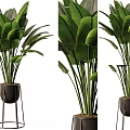 Large Green Leaf Potted Plant With Black Pot And Metal Stand For Modern Indoor Decoration