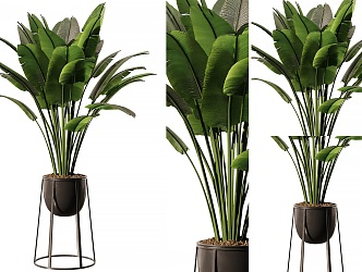 Modern indoor banana leaf potted banana potted banana leaf plant indoor green plant potted big leaf potted plant green plant 3d model