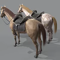 Two Saddled Horses With Different Coat Colors Standing On Gray Background
