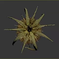 Dried Spiky Plant With Yellow Flower Head Curved Stem And Reflection On Gray Background