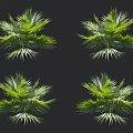Green Arbor Displaying Broad Leaves from Different Angles on Black Background 3d model