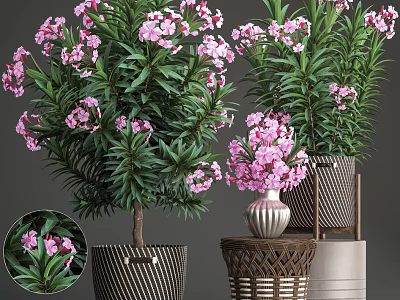 Potted Bonsai Plants with Pink Flowers and Lush Green Leaves in Decorative Planters 3d model