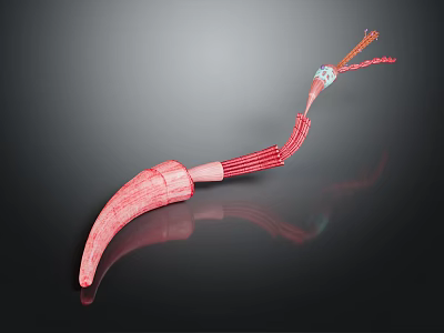 Detailed Organ And Hair Structure 3D Rendering With Red Tubular Elements On Dark Background 3d model